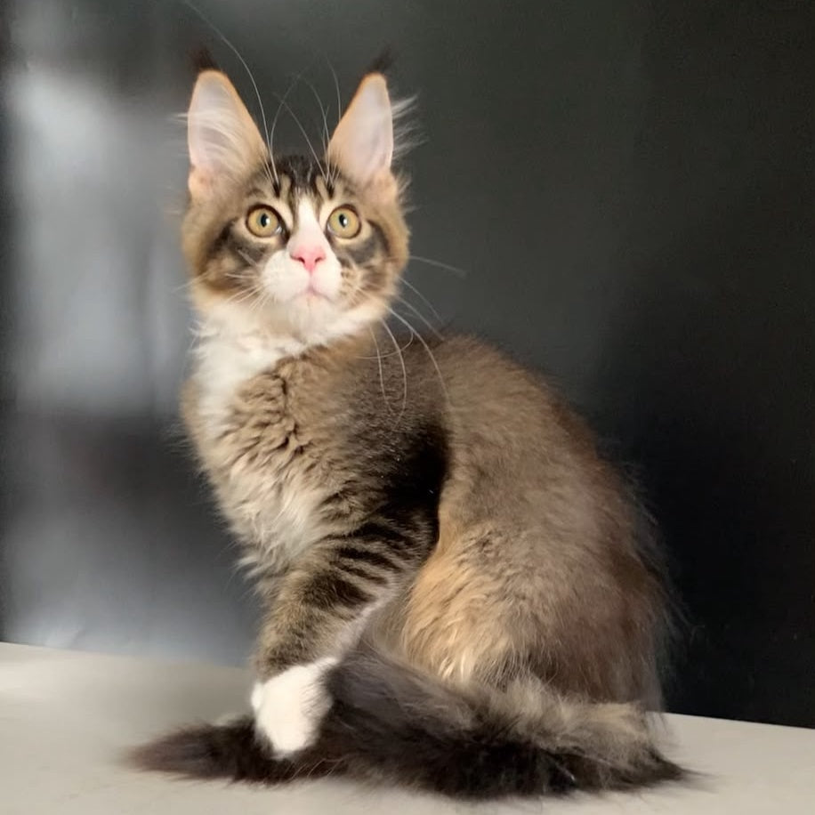Onyx Maine Coon polydactyl 6x6x6x6 male, black ticked tabby with white