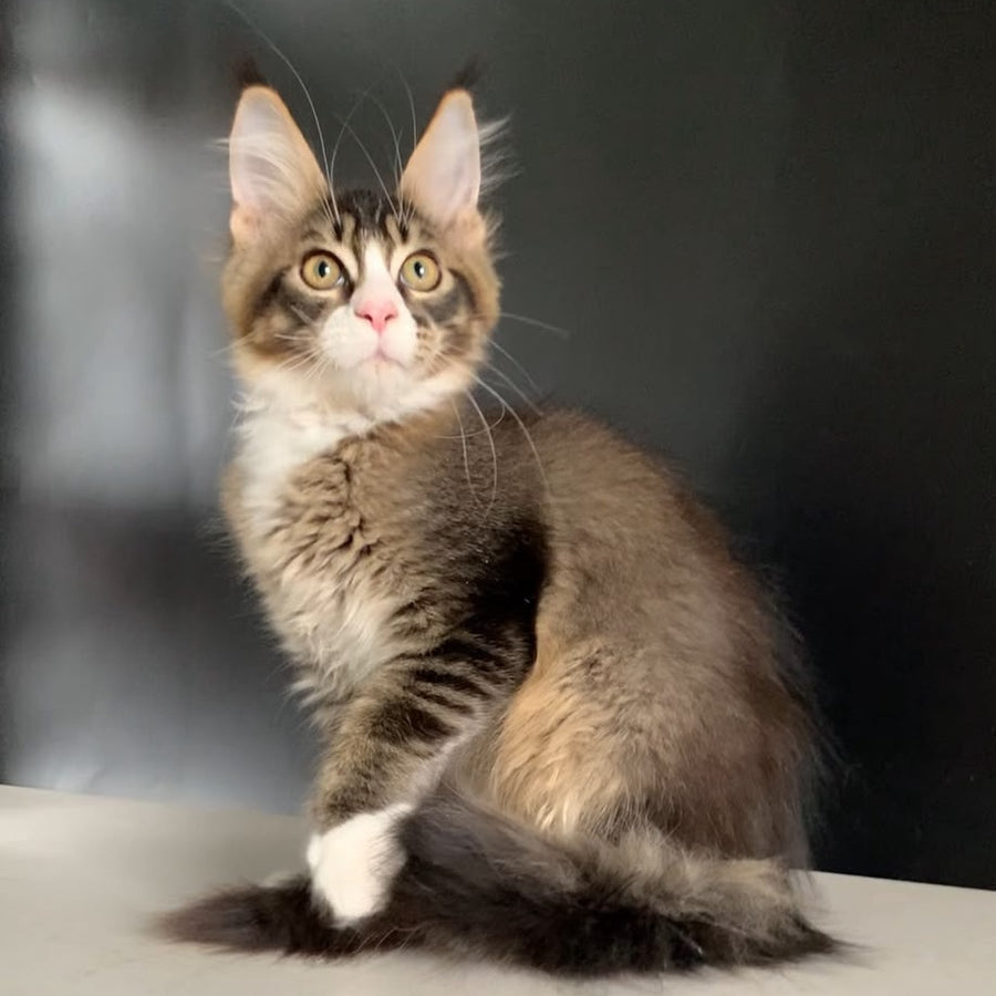 Onyx Maine Coon polydactyl 6x6x6x6 male, black ticked tabby with white