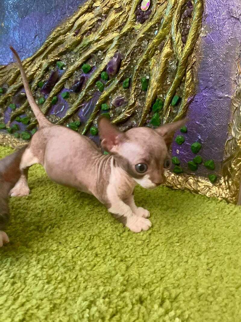 Archi Bambino male chocolate bicolour live animals