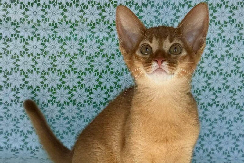 Bastet Abyssinian female sorrel - live animals