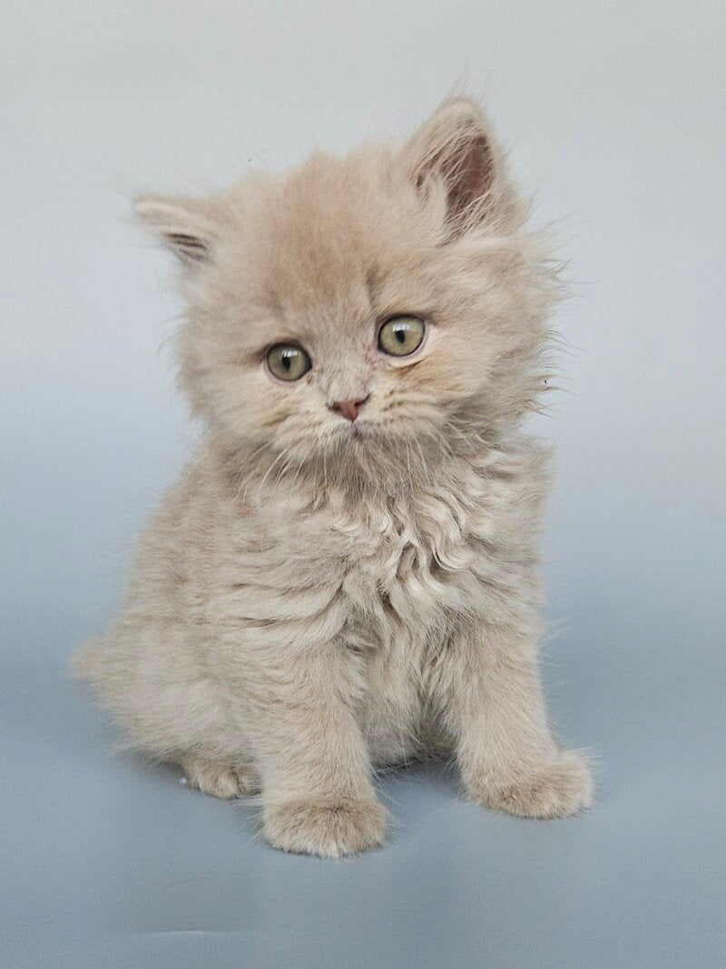 Angel British Longhair male, fawn