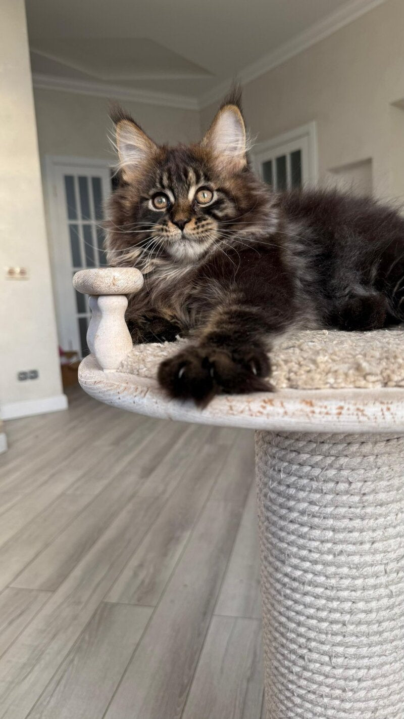 Unicum Maine Coon male, black tabby
