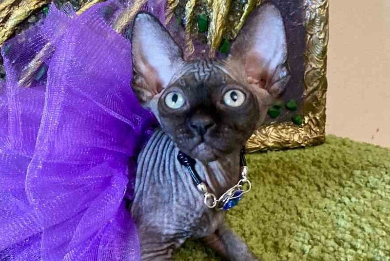 Adelina Canadian Sphynx female, black