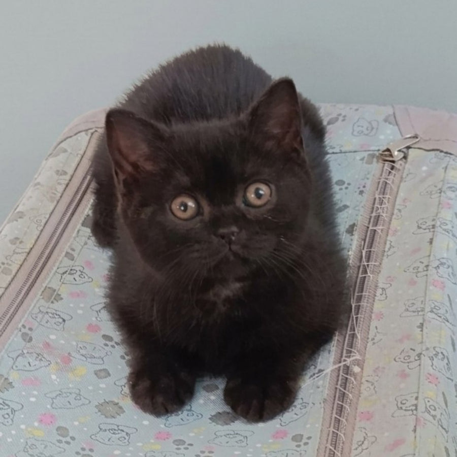 Linda British Shorthair female, black
