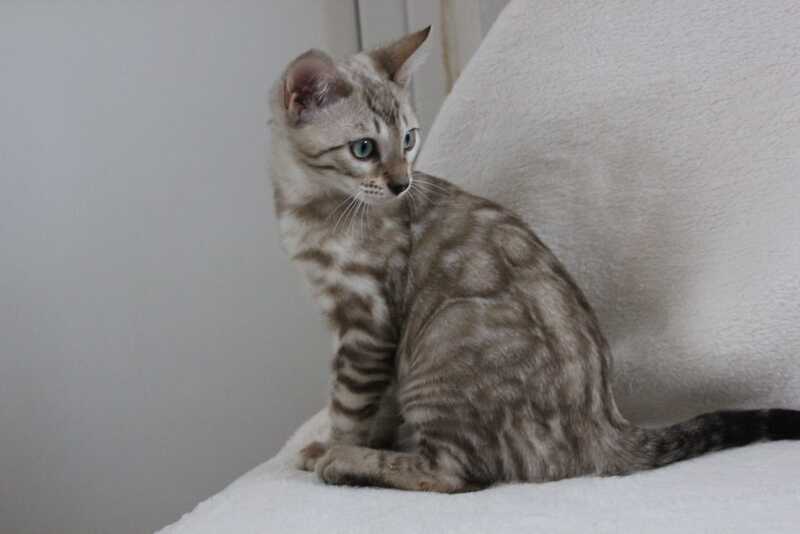Vakula Bengal male, black spotted tabby pointed