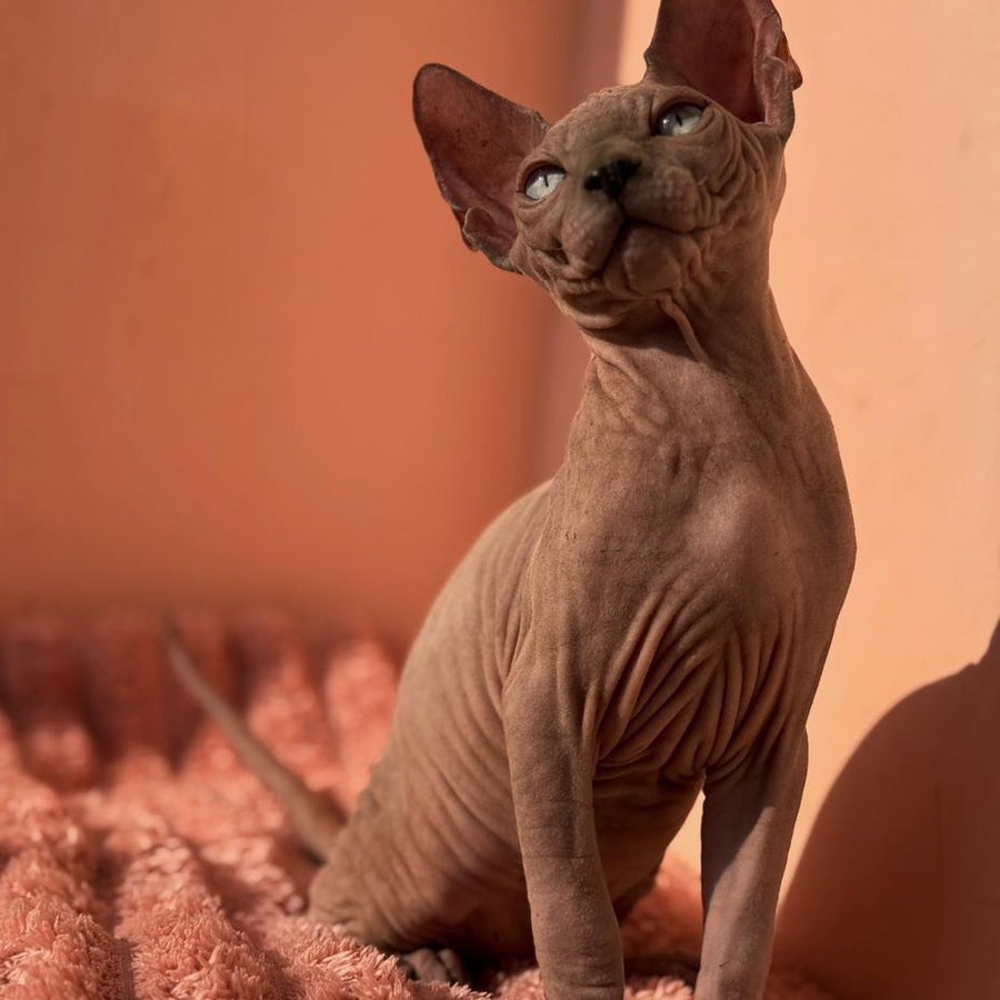 Flint Canadian Sphynx male, blue pointed
