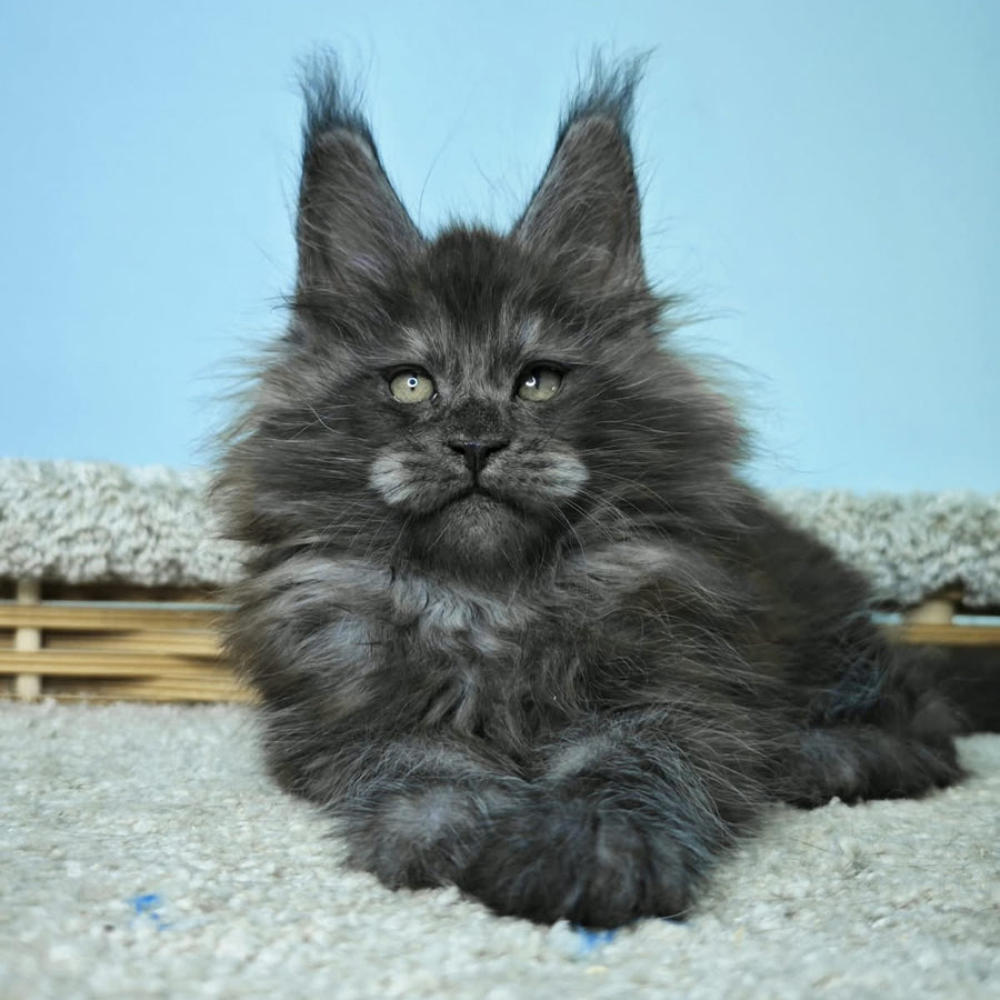 Harry Maine Coon male, black silver