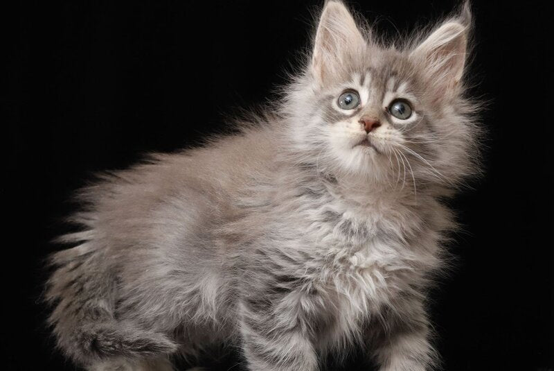 Nixie Maine Coon female, blue silver tabby