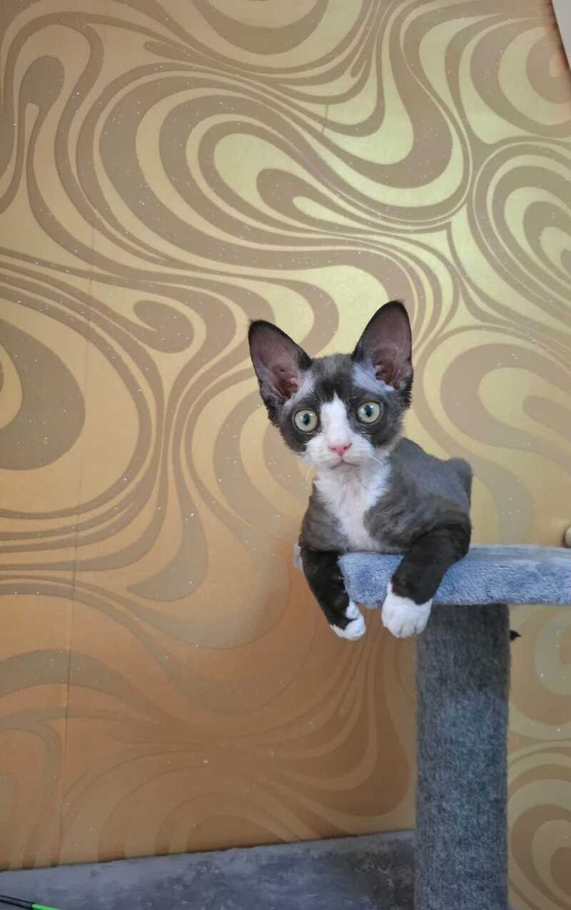 Eliza Devon Rex female black bicolour - live animals