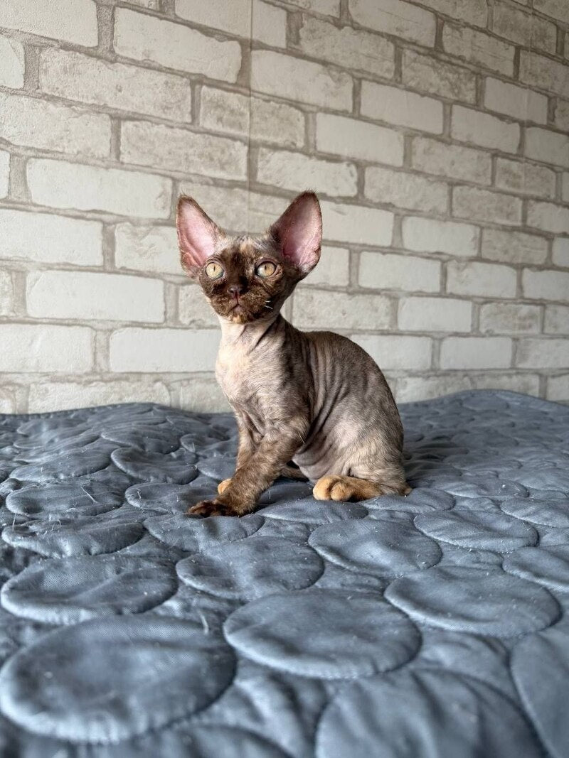 Massi Devon Rex female, chocolate tortie