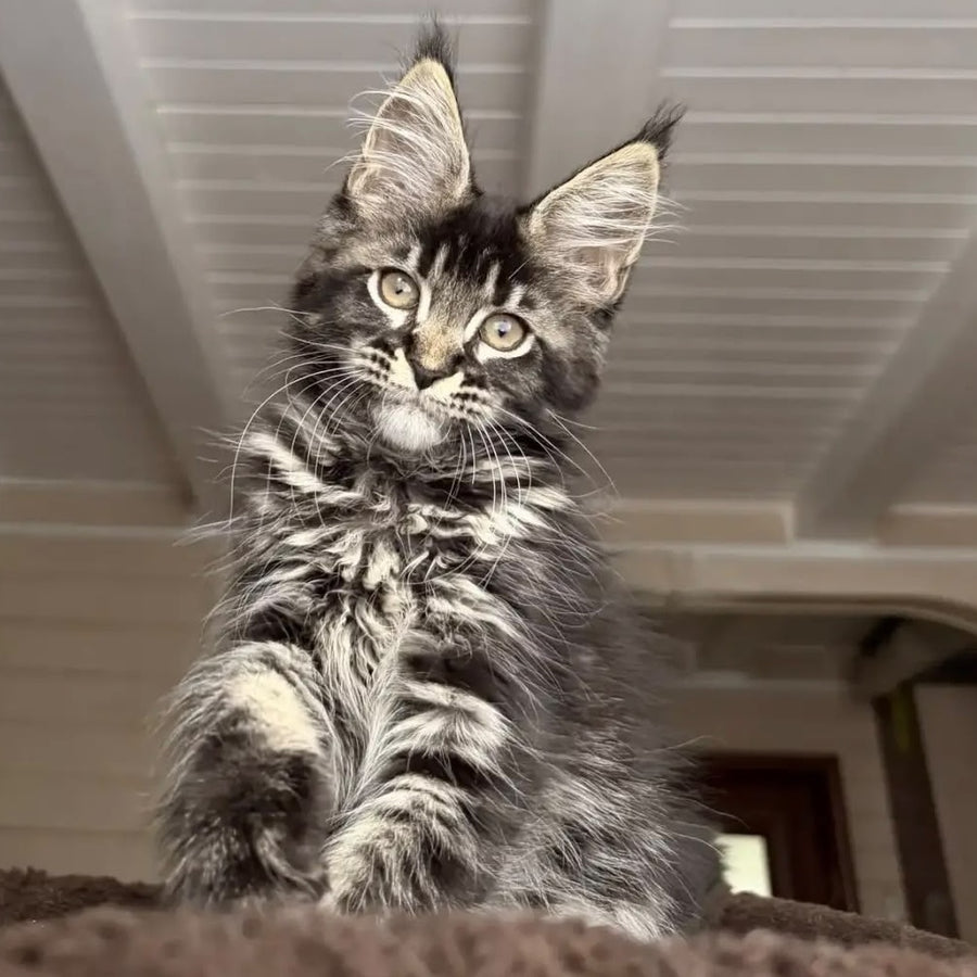 Chilli Maine Coon female, black tabby