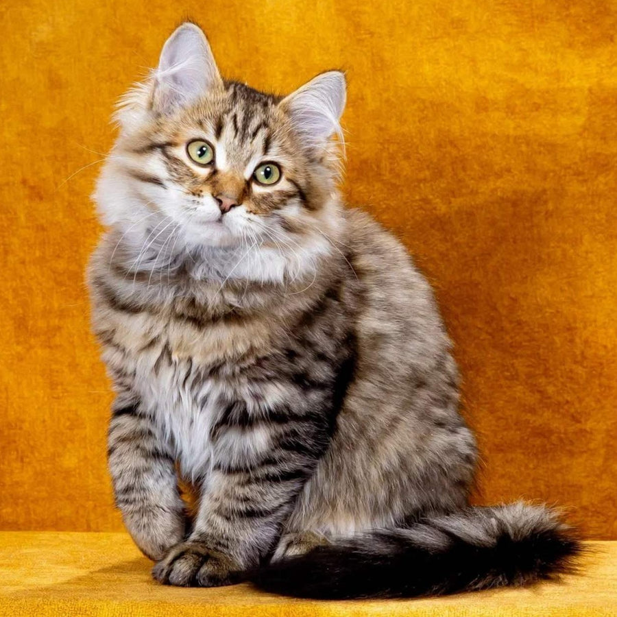 Dementiy Siberian male, black spotted tabby