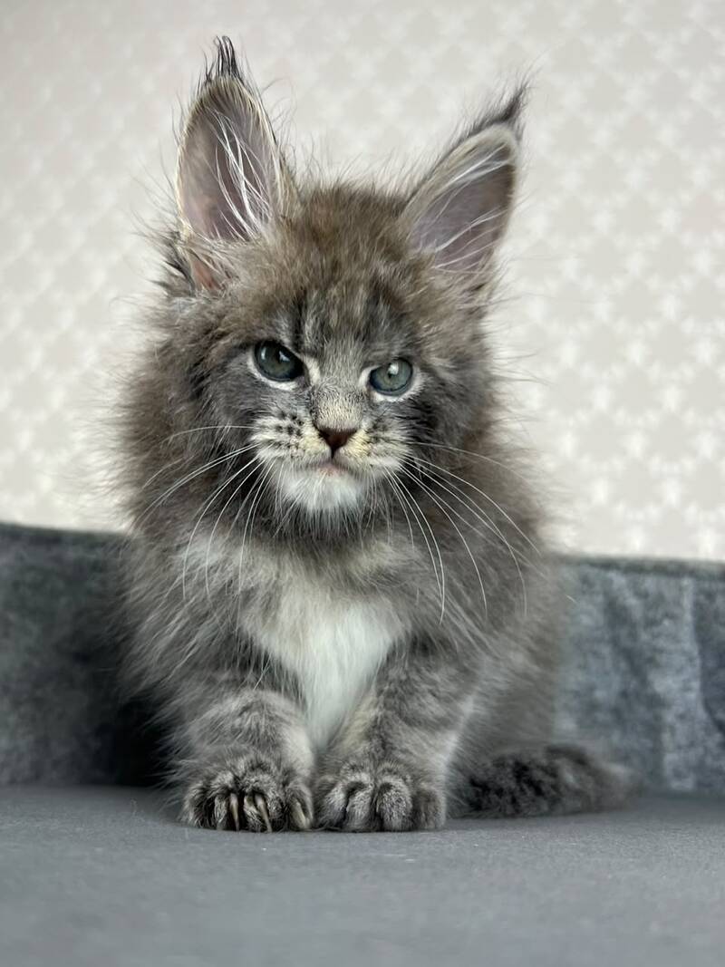 Paradise Maine Coon male, blue tabby