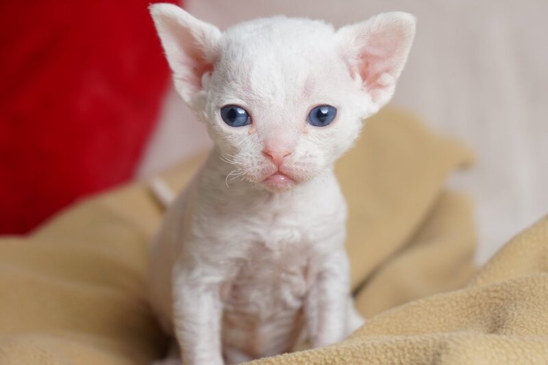 Nika Devon Rex female white - live animals