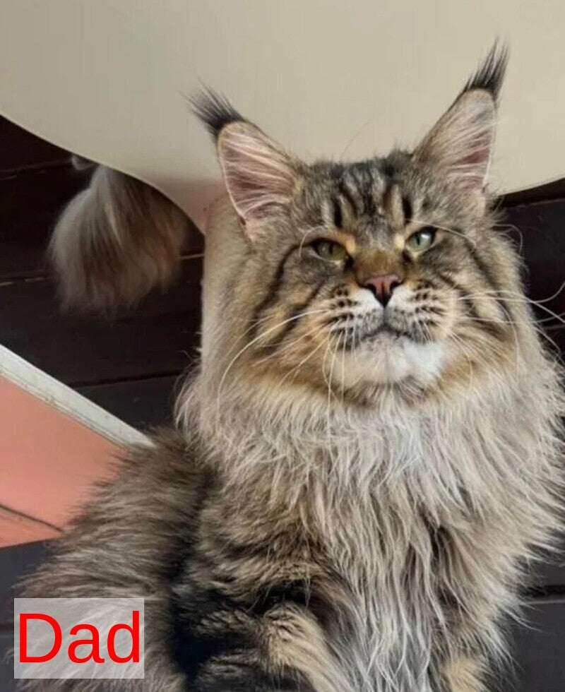 Fil Maine Coon male, black tabby