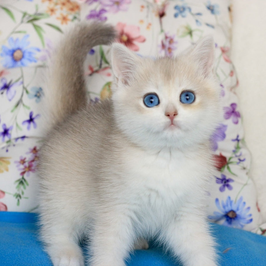 Xena British Shorthair female, blue golden chinchilla