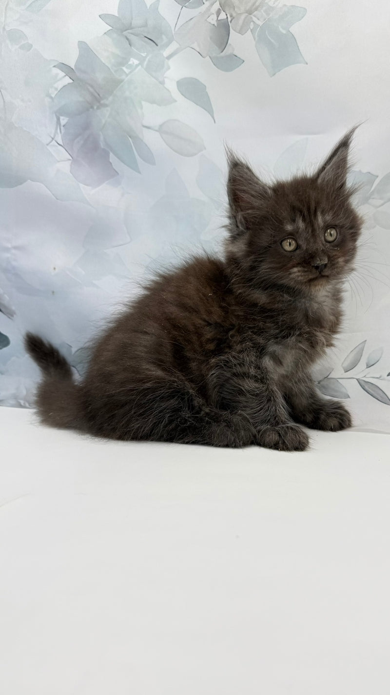 Angor Maine Coon male, black silver