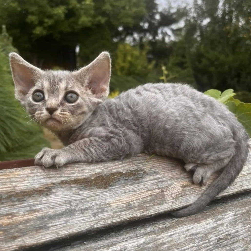 Stiksi Devon Rex female, blue tabby