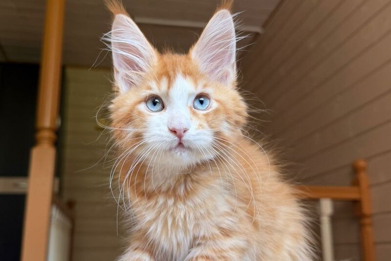 Tutti Frutti Maine Coon male red tabby with white - live animals