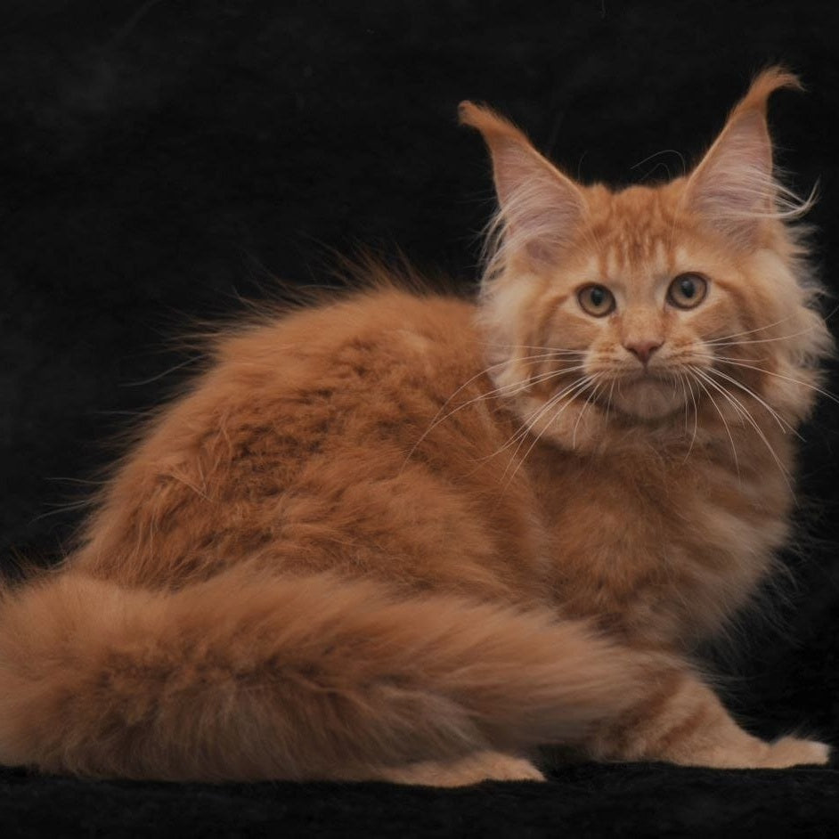 Raily Maine Coon female, red