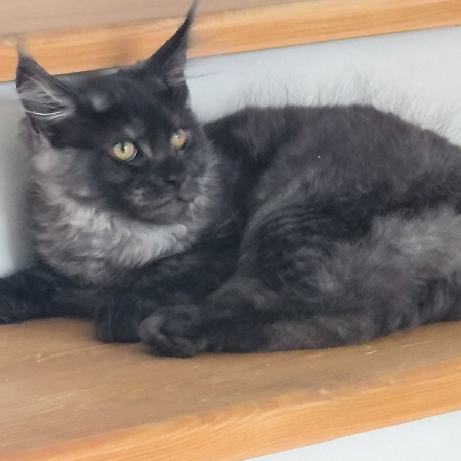 Xanti Maine Coon male, black silver