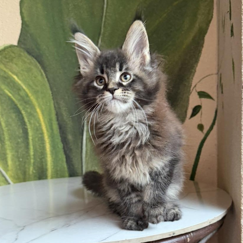 Cleo Maine Coon male, black ticked tabby