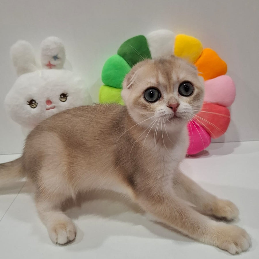 Xavier Scottish Fold male, blue golden chinchilla