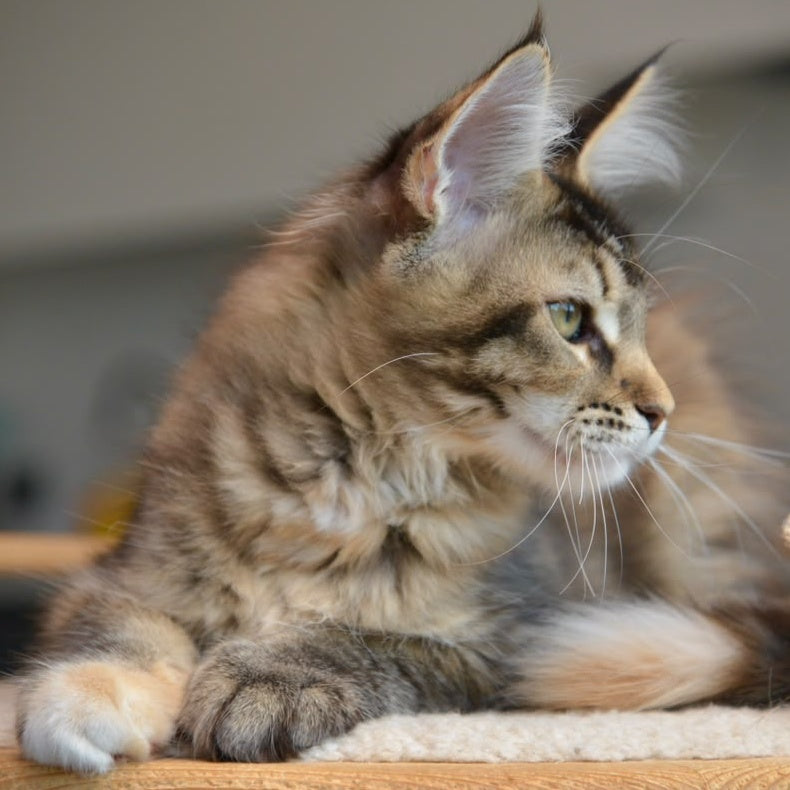 Yuna Maine Coon female, black tabby