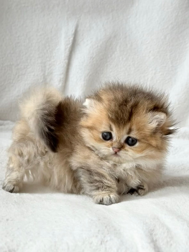 Hasbik Munchkin male black ticked tabby - live animals