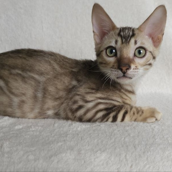 Max Bengal male, seal tabby