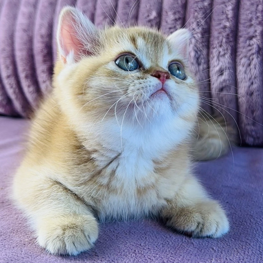 Golden Rose British Shorthair female, cinnamon golden shaded