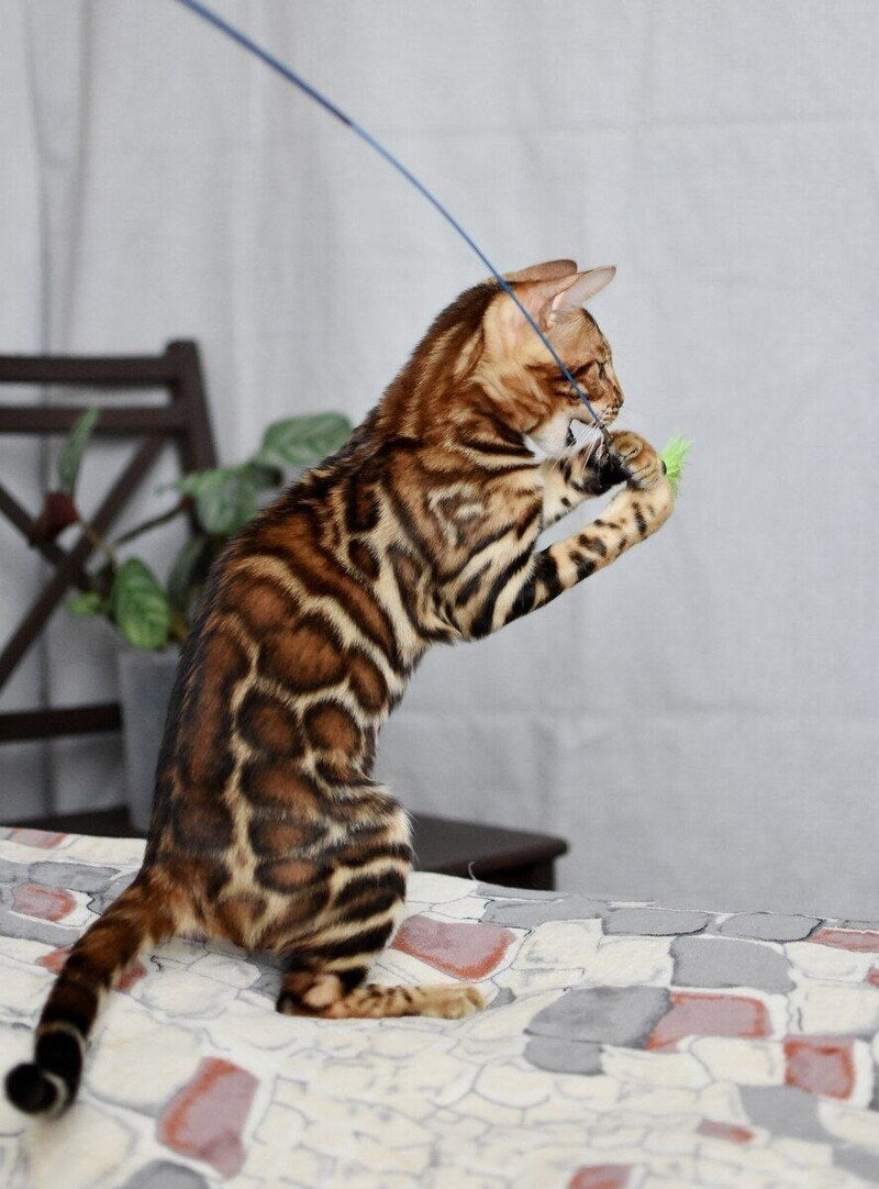 Lorenzo Bengal male black spotted tabby - live animals