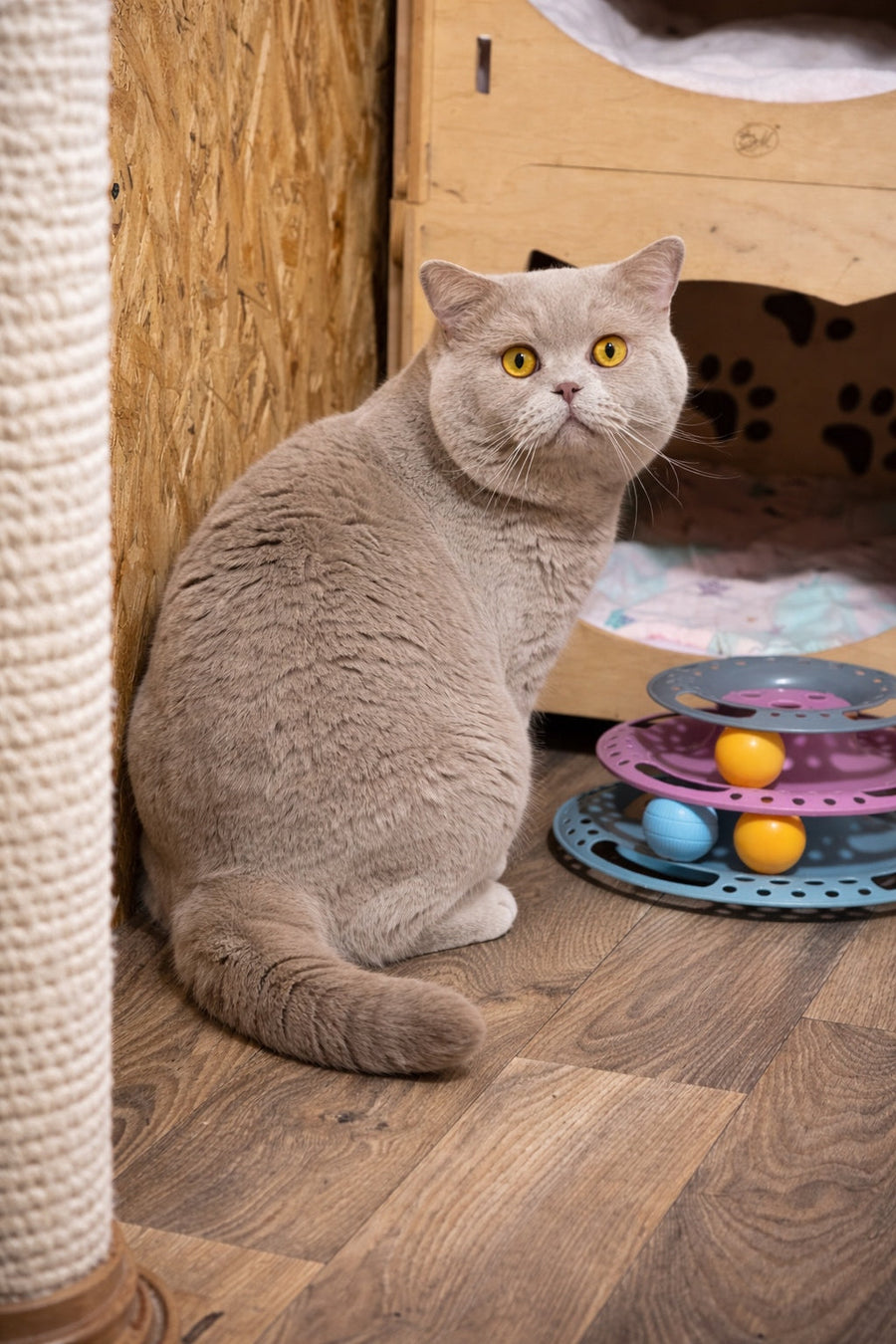 James British Shorthair male chocolate - live animals