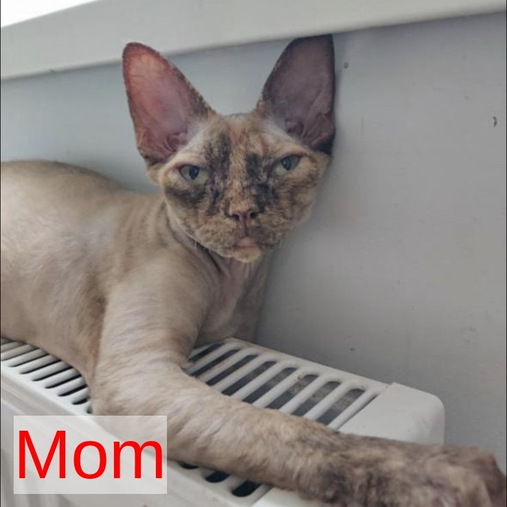 Lily Devon Rex female, cinnamon bicolour