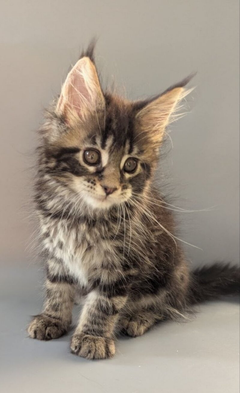 Hanny Maine Coon female black tabby - live animals