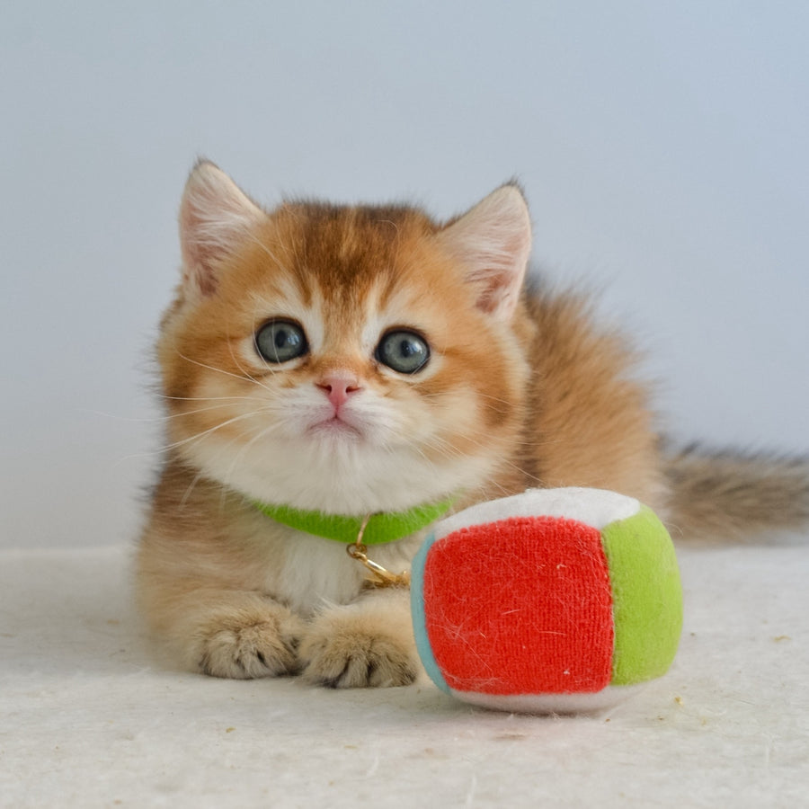 Gery British Shorthair male, black golden ticked tabby