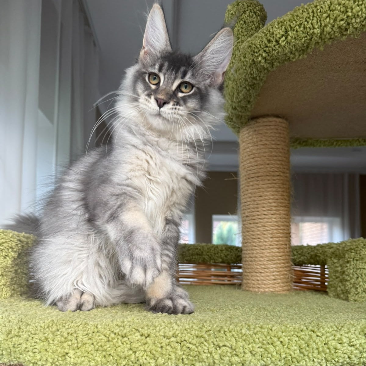 Invar Maine Coon male, blue silver ticked tabby
