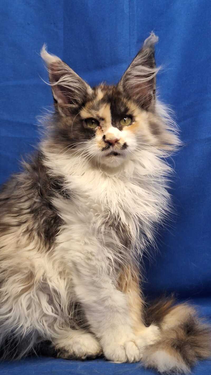 Lilit Maine Coon female, black tortie silver tabby bicolour