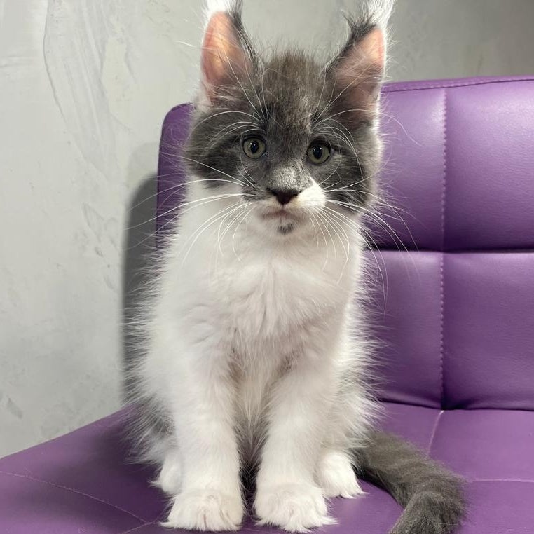 Semyon Maine Coon male, blue bicolour