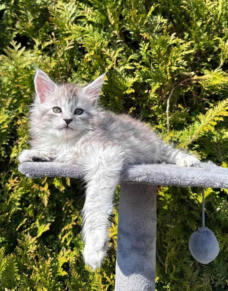 Eremey Maine Coon male black silver spotted tabby - live animals