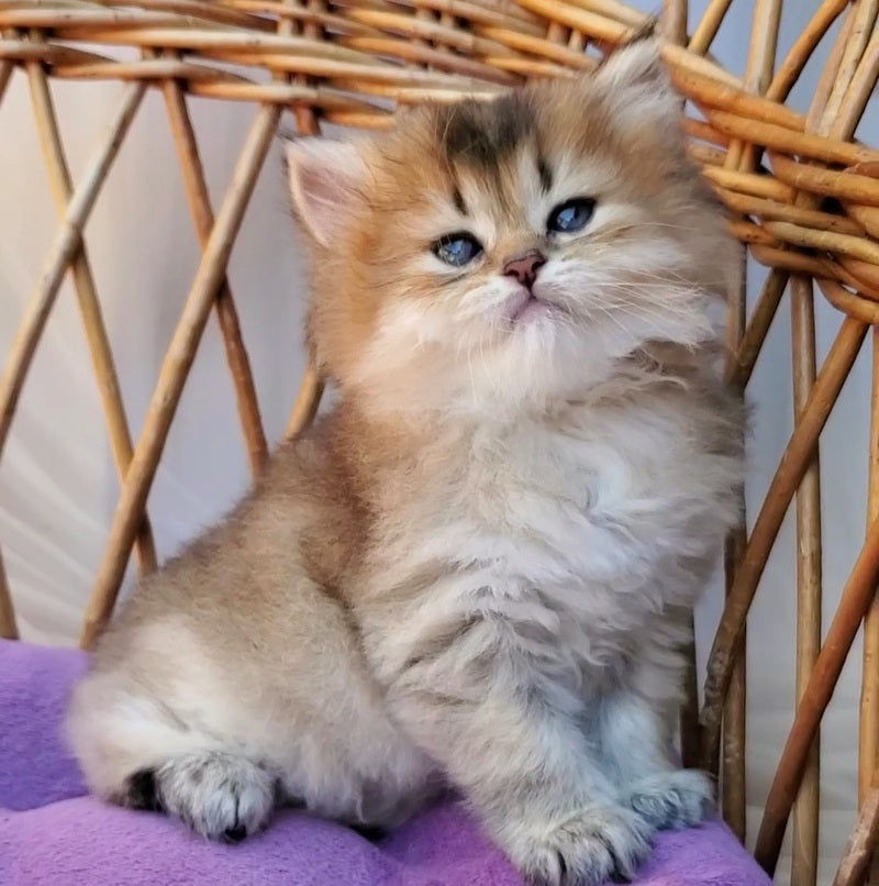 Zephir British Longhair male black golden ticked tabby - live animals