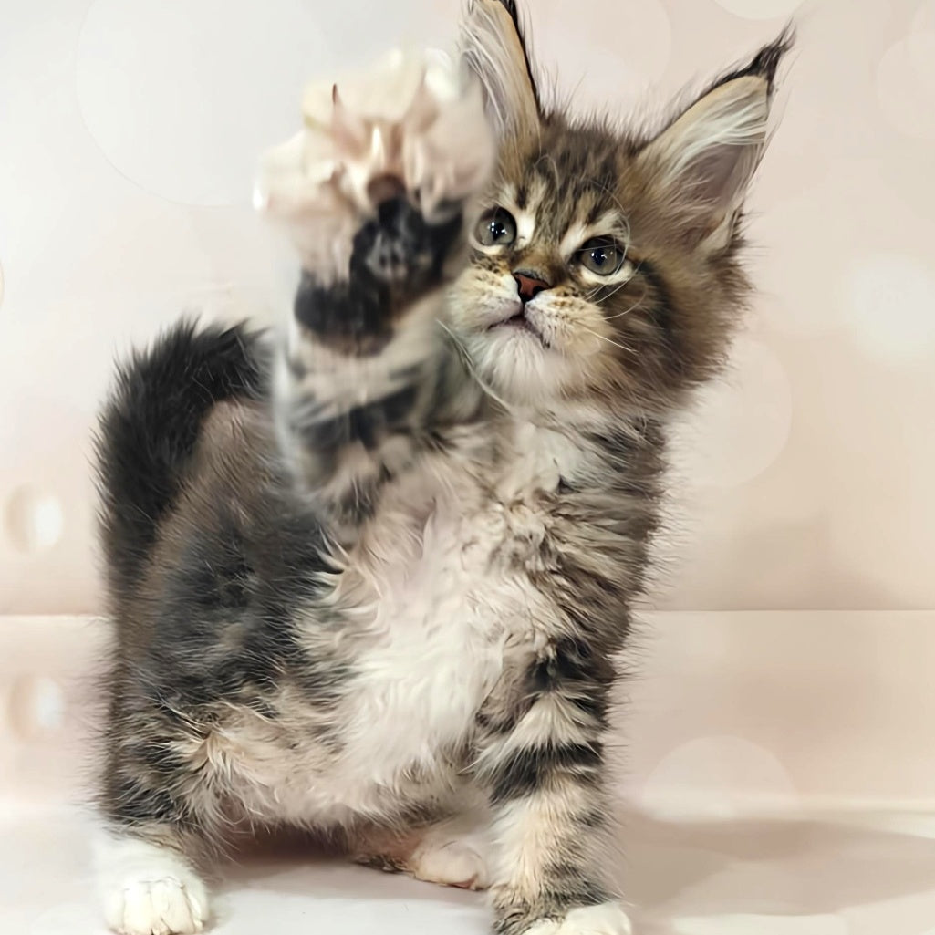Business Maine Coon female, black tabby with white