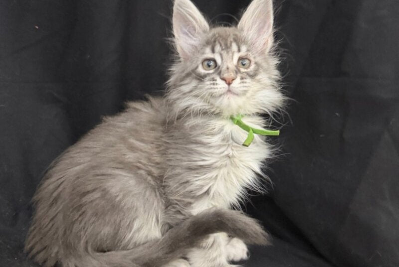 Zimba Maine Coon female, blue silver tabby