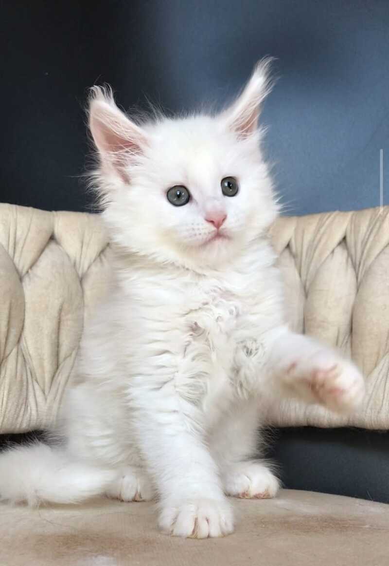 Xanti Maine Coon male, white