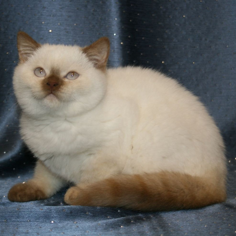 Myata British Shorthair female, cinnamon tortie pointed