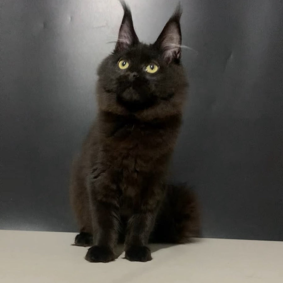 Tuluza Maine Coon female, black