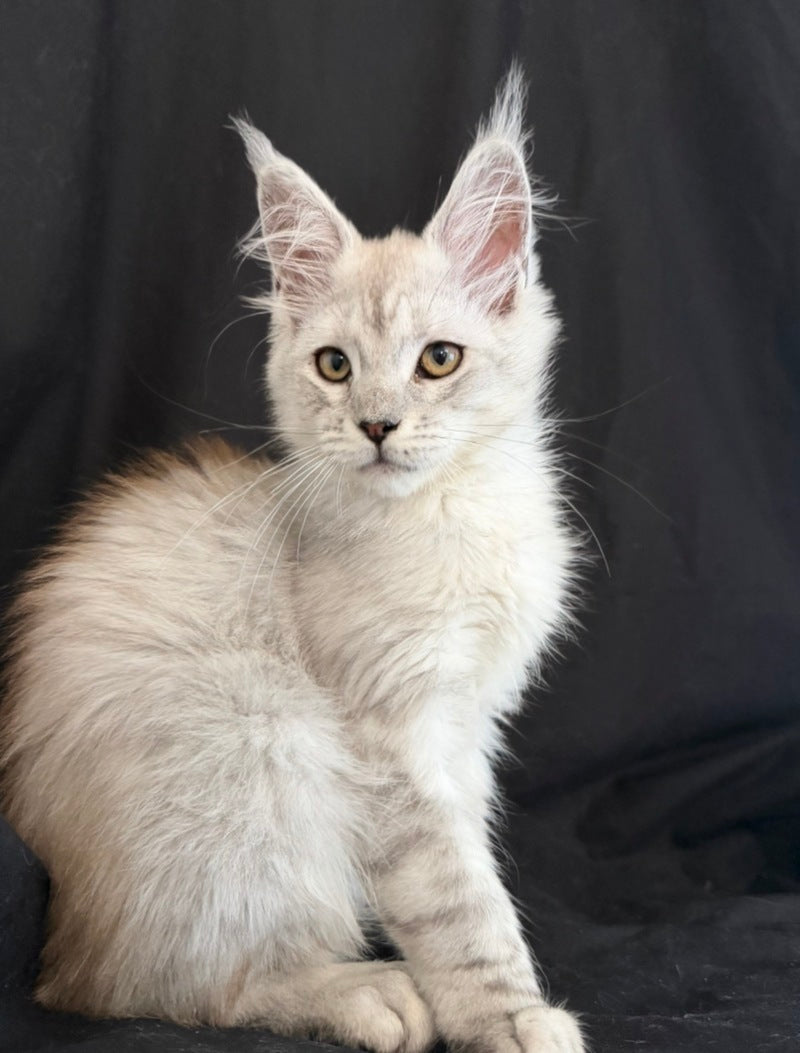 Ximas Maine Coon male, black silver shaded