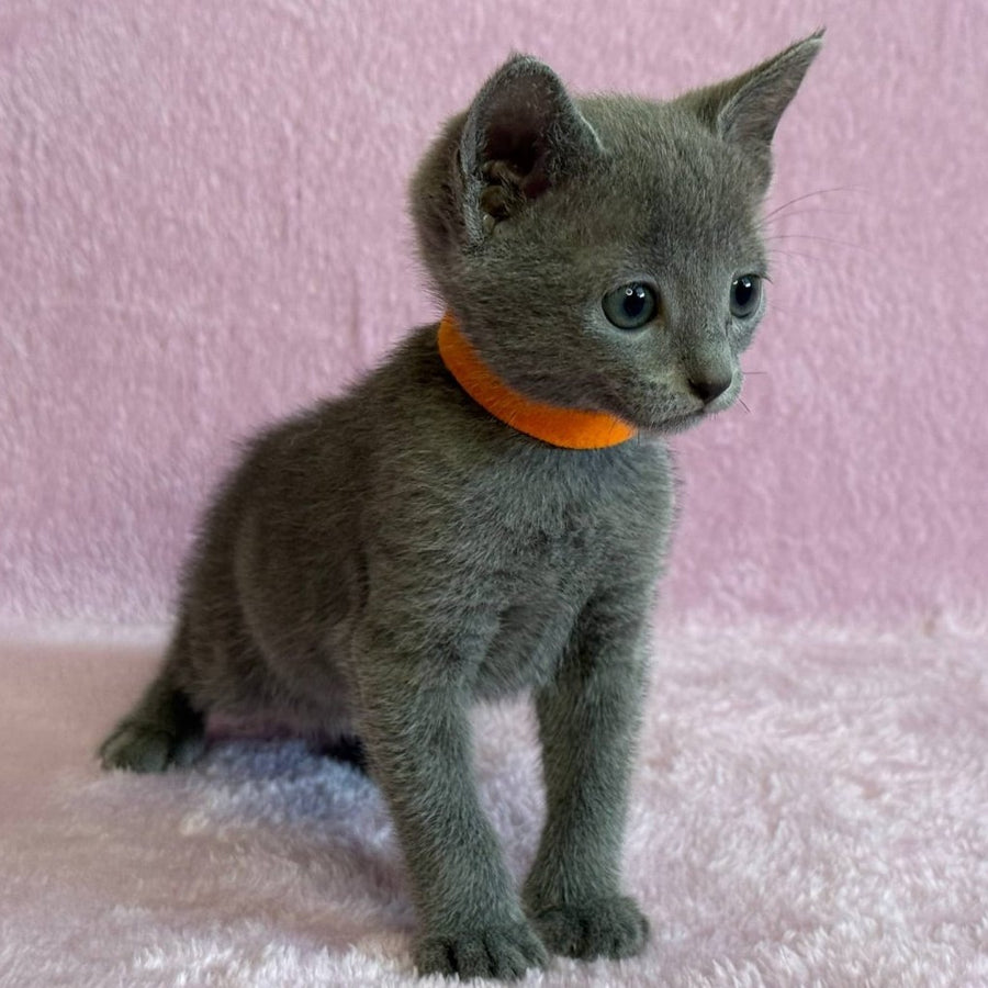 Laffy Russian Blue female, blue