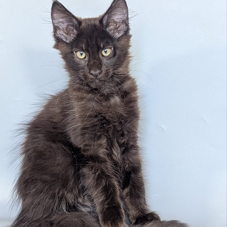 Karat Maine Coon male, black silver