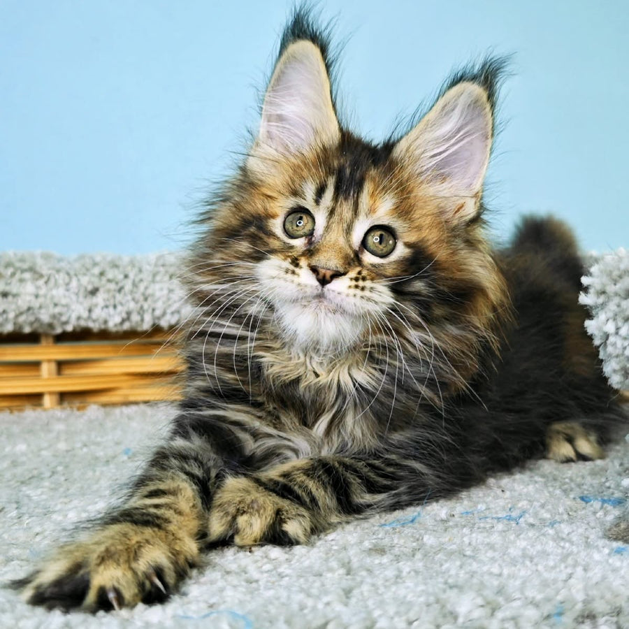 Hloya Maine Coon female, black tortie tabby